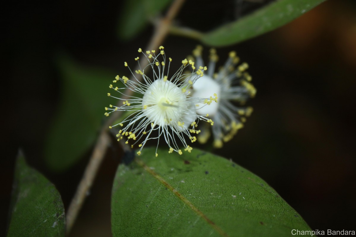 Kayea stylosa Thwaites